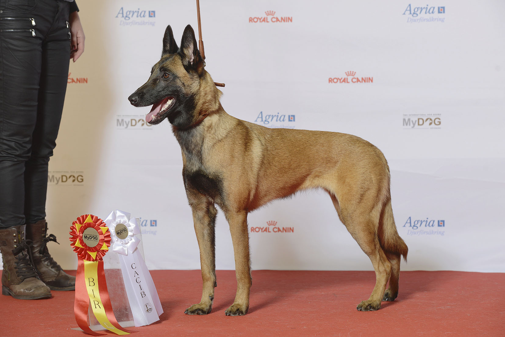 Tabla de crecimiento Pastor Belga Malinois Guía completa y precisa