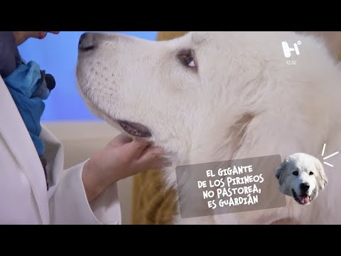 Las Razas de Perros Más Grandes: Descubre a los Gigantes Caninos