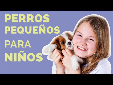 10 razas de perros pequeños y cariñosos: descubre las mejores opciones