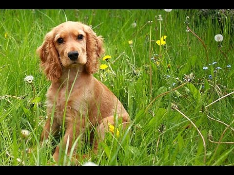 Descubre la encantadora raza de perros con orejas largas