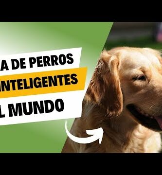 Descubre la raza de perro más inteligente: ¡Impresionante!