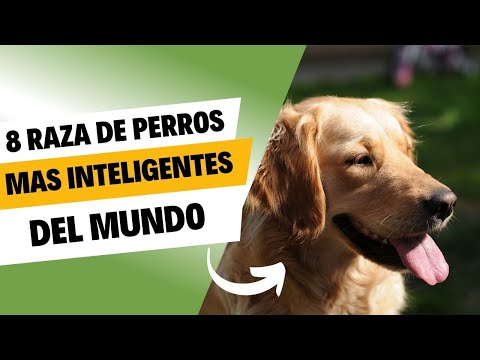 Descubre la raza de perro más inteligente: ¡Impresionante!