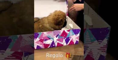 Regalo Shih Tzu por falta de atención - ¡Adopta a este adorable perro!