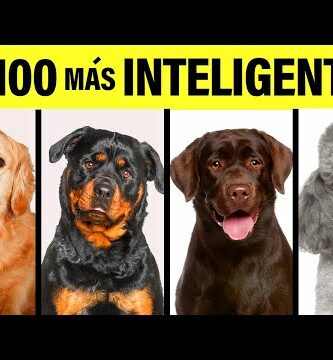 Las 100 razas de perros más inteligentes: Descubre cuáles son las más brillantes