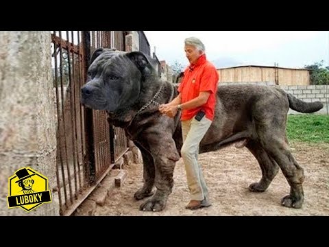 Descubre la raza de perro más grande: ¡Impresionantes gigantes caninos!