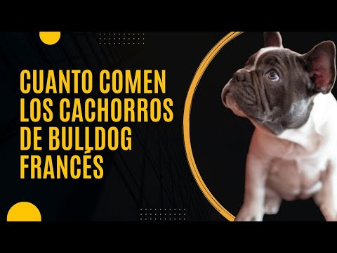 Tabla de alimentación para cachorro bulldog francés: Guía completa