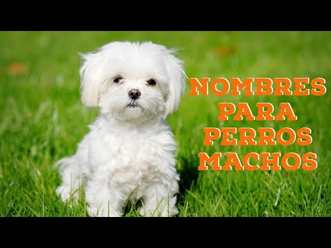50 nombres para perros de raza pequeña: encuentra el perfecto para tu mascota