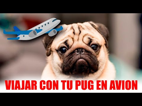 Razas de perros no aptas para viajar en avión: conócelas aquí