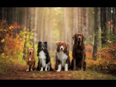 Descubre todas las razas de perros pequeños: una guía completa