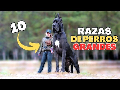 Descubre al perro más grande del mundo de raza