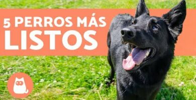 Las 12 razas de perros más inteligentes: Descubre a los más astutos