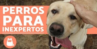 Las mejores razas de perros tranquilos y pequeños: ¡descubre cuál es perfecta para ti!