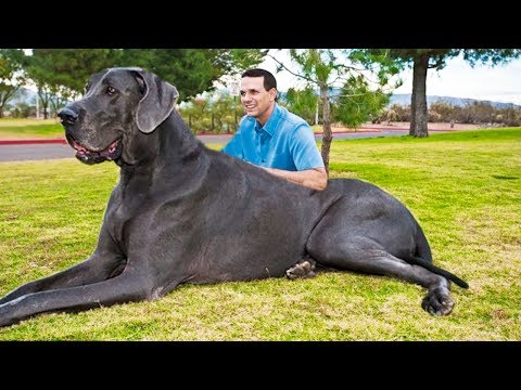 La raza de perro más grande del mundo: ¿Cuál es?