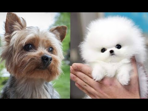 Descubre las mejores razas de perros pequeños y peludos