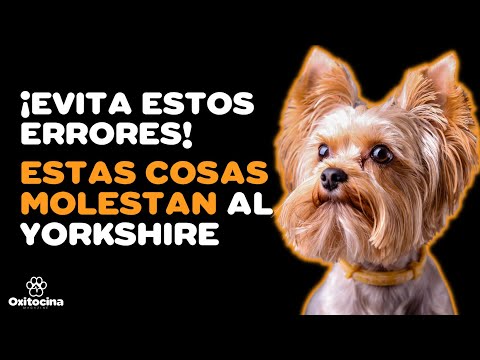 Descubre la altura promedio de un Yorkshire Terrier