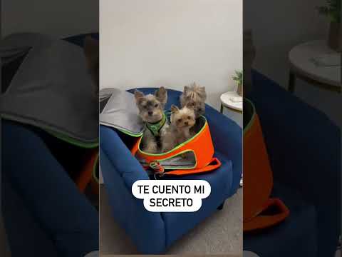 Adopta Yorkshire Terrier en Bogotá: Encuentra tu compañero canino ideal