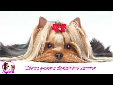 Guía rápida: Cómo peinar un perro Yorkshire