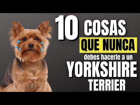 Guía para comprar cachorros Yorkshire: ¿Dónde adquirirlos?