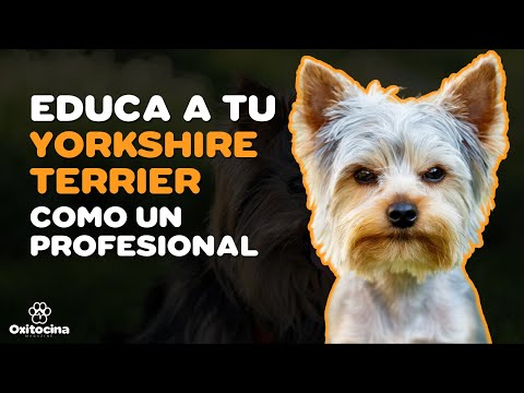 Entrenamiento efectivo para tu Yorkshire Terrier: cómo entrenar a mi perro