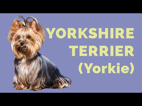 Descubre cómo son los perros Yorkshire: todo sobre esta adorable raza