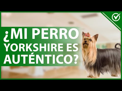 ¿Cómo saber si un Yorkshire será pequeño? - Guía para identificar el tamaño de tu perro