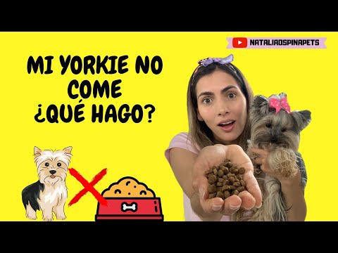 Alimentación para Yorkshire Terrier: Qué comen y cómo cuidar su dieta