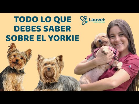 Encuentra Yorkshire Terrier: La guía definitiva para encontrar la raza perfecta