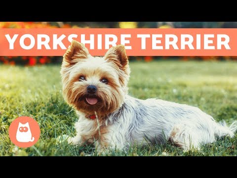Descubre los perros Yorkshire: Características y cuidados