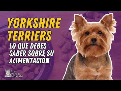 Descubre qué comen los cachorros Yorkshire