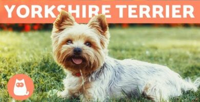 Yorkshire: ¿Cuántas vacunas necesita esta raza de perro?