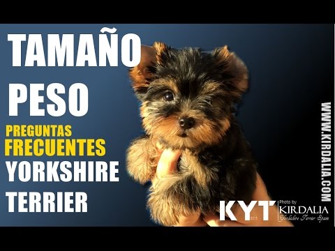 Medidas de un Yorkshire: ¿Cuánto mide esta raza de perro?