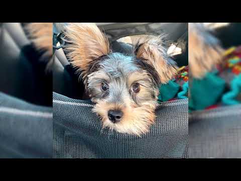 Precio perro yorkshire en México: ¿Cuánto cuesta esta adorable raza?