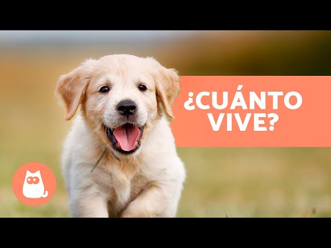 ¿Cuánto viven los Yorkshire Terrier? | Descubre su esperanza de vida