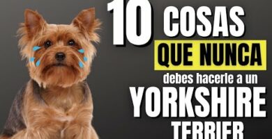 Descubre el Yorkshire más pequeño: ¿Cuál es?