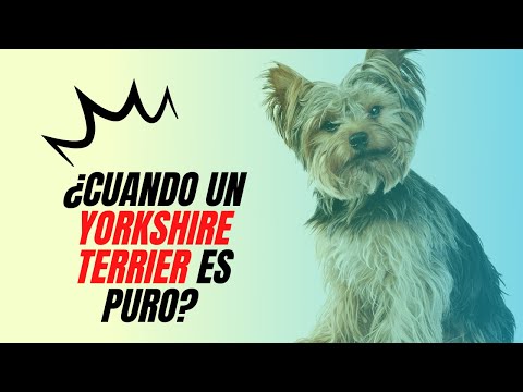 Yorkshire: Cambio de color en perros de raza