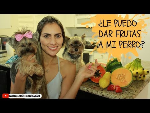 Frutas para Yorkshire Terrier: Descubre cuáles pueden comer