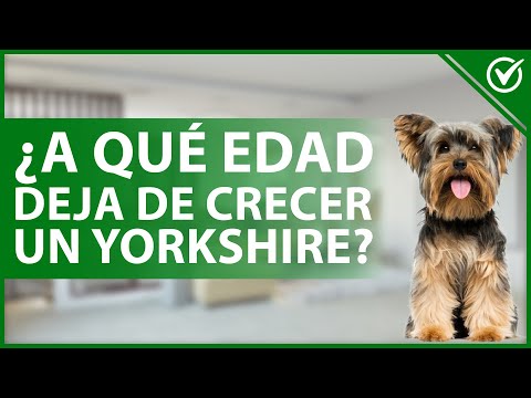 Descubre cuánto crecen los perros Yorkshire: guía completa