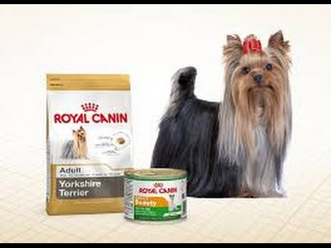 El mejor alimento para Yorkshire Terrier: descubre la opción ideal
