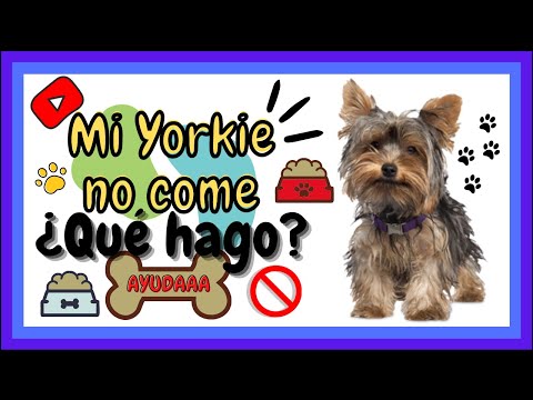 Yorkshire: una raza de perro que no come pienso