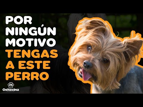 Yorkshire Terrier en Argentina: ¿Cuánto cuesta?